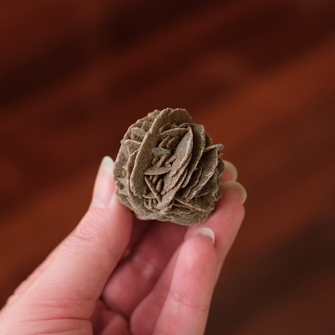 Desert Rose Selenite Specimen | Gypsum Raw Crystal