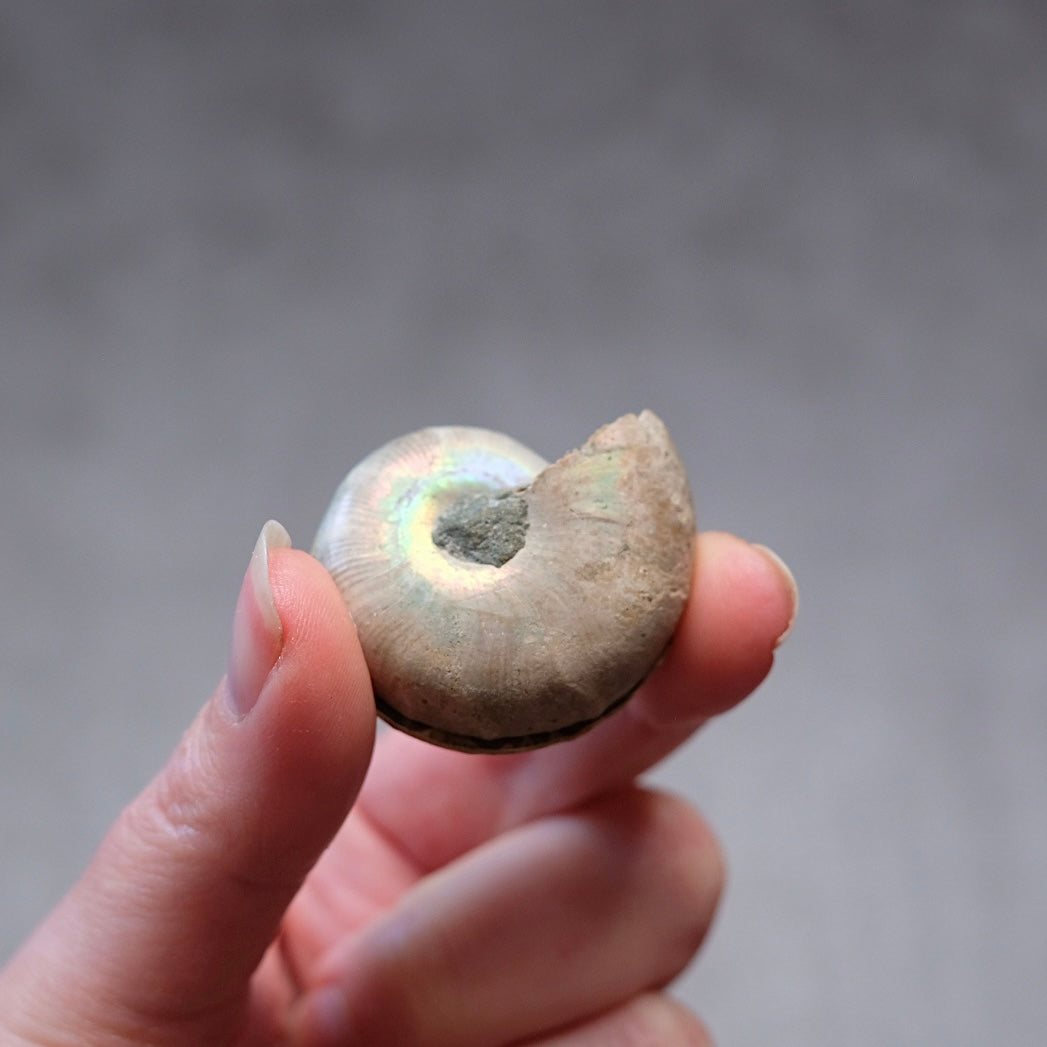 Ammonite Specimen Pair | Polished Iridescent Ammonites