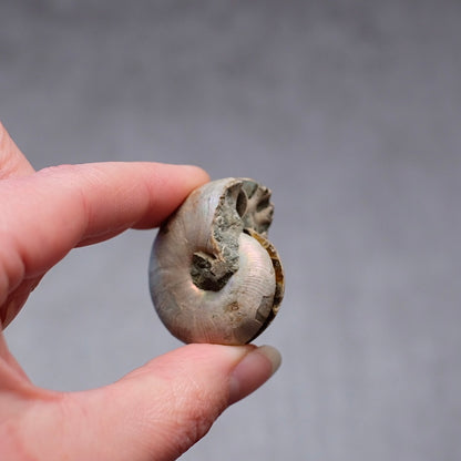Ammonite Specimen Pair | Polished Iridescent Ammonites