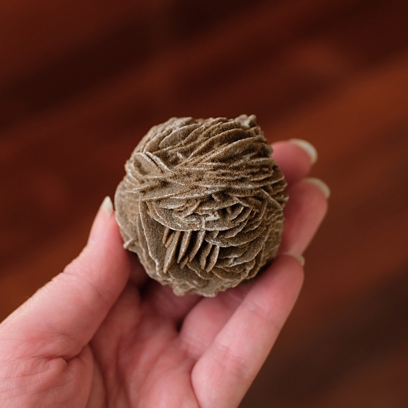 Desert Rose Selenite Specimen | Gypsum Raw Crystal