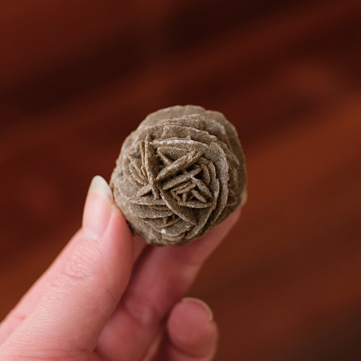 Desert Rose Selenite Specimen | Gypsum Raw Crystal
