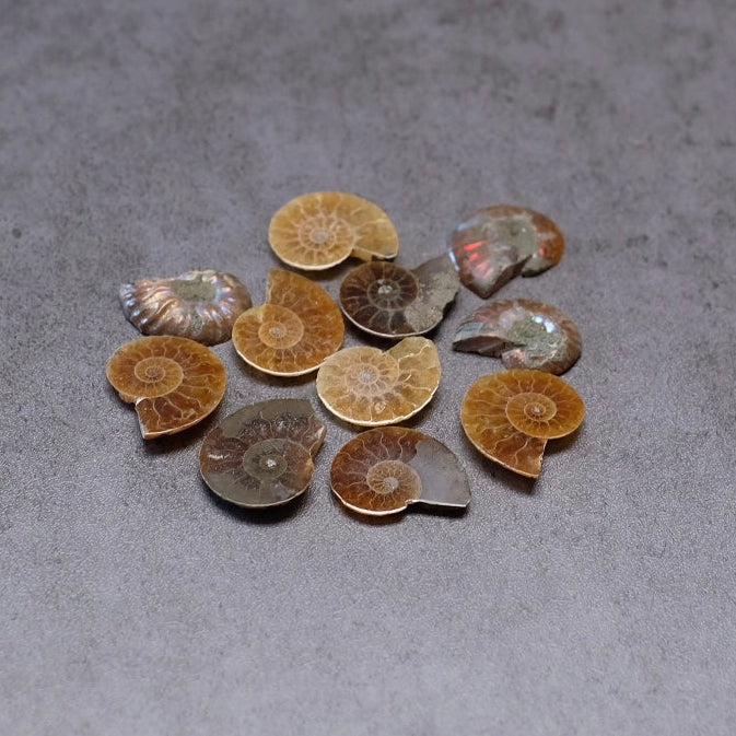 Collection of ammonite fossils on a gray surface