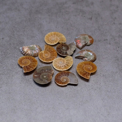 Collection of ammonite fossils on a gray surface