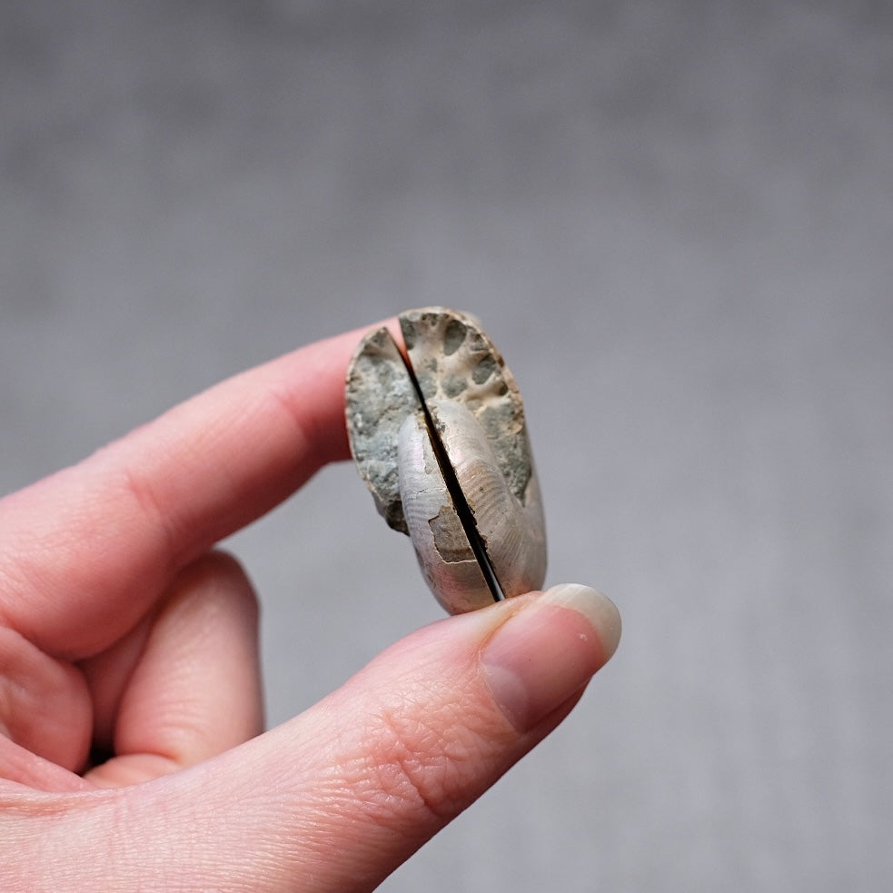 Ammonite Specimen Pair | Polished Iridescent Ammonites