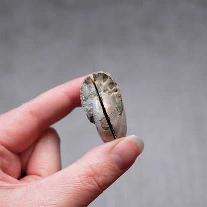 Ammonite Specimen Pair | Polished Iridescent Ammonites