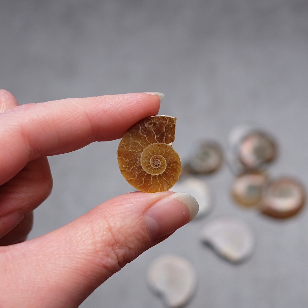 Mini Ammonite Specimens | Polished Iridescent Ammonite Halfs