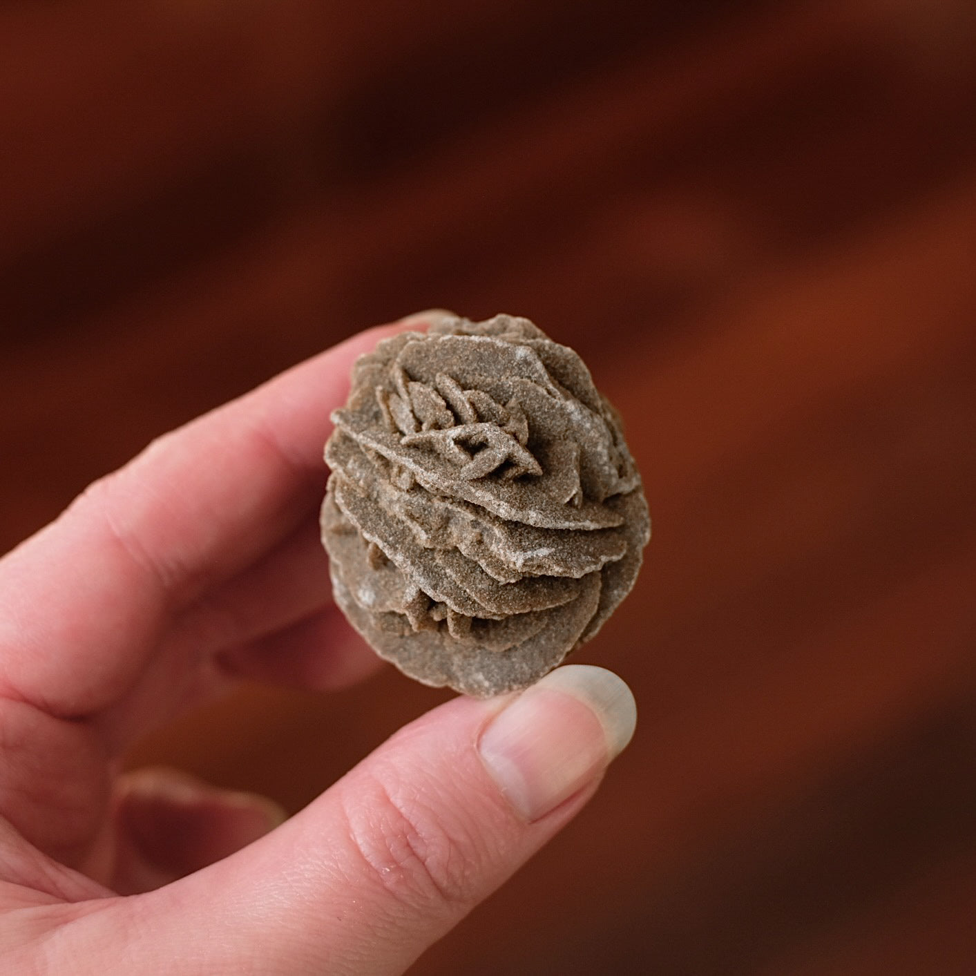 Desert Rose Selenite Specimen | Gypsum Raw Crystal