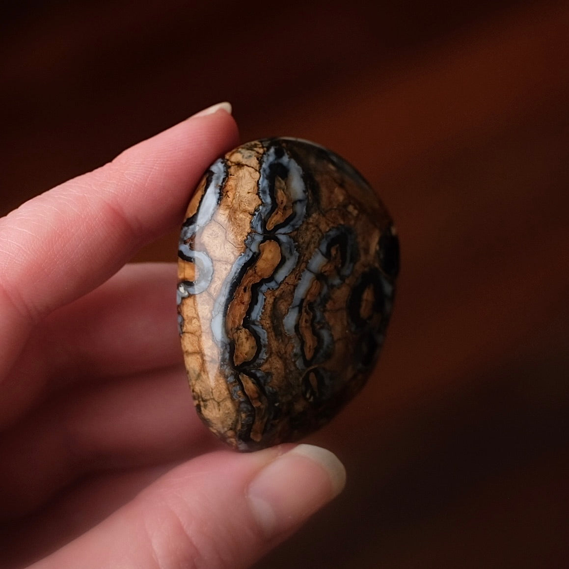 Rare Mammoth Molar Palm | Real Polished Wooly Mammoth Molar Tooth