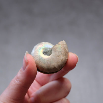 Ammonite Specimen Pair | Polished Iridescent Ammonites