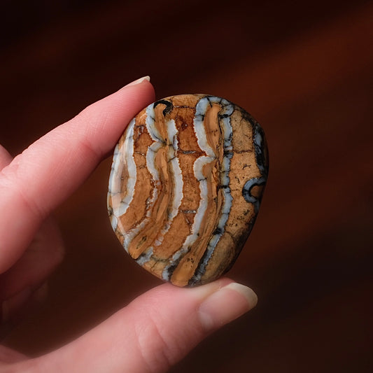 Rare Mammoth Molar Palm | Real Polished Wooly Mammoth Molar Tooth