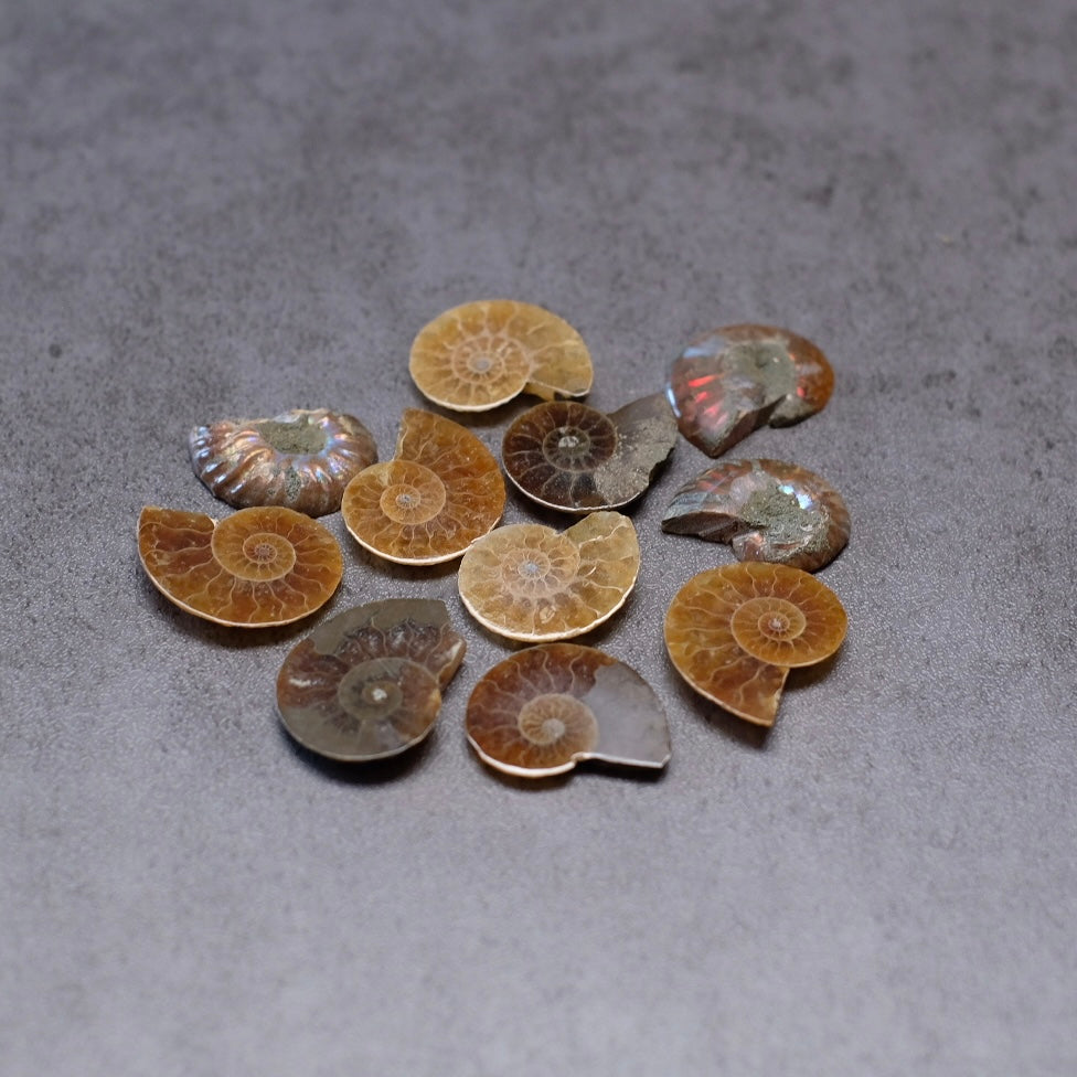 Mini Ammonite Specimens | Polished Iridescent Ammonite Halfs