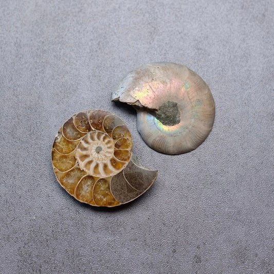 Ammonite Specimen Pair | Polished Iridescent Ammonites