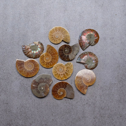 Mini Ammonite Specimens | Polished Iridescent Ammonite Halfs