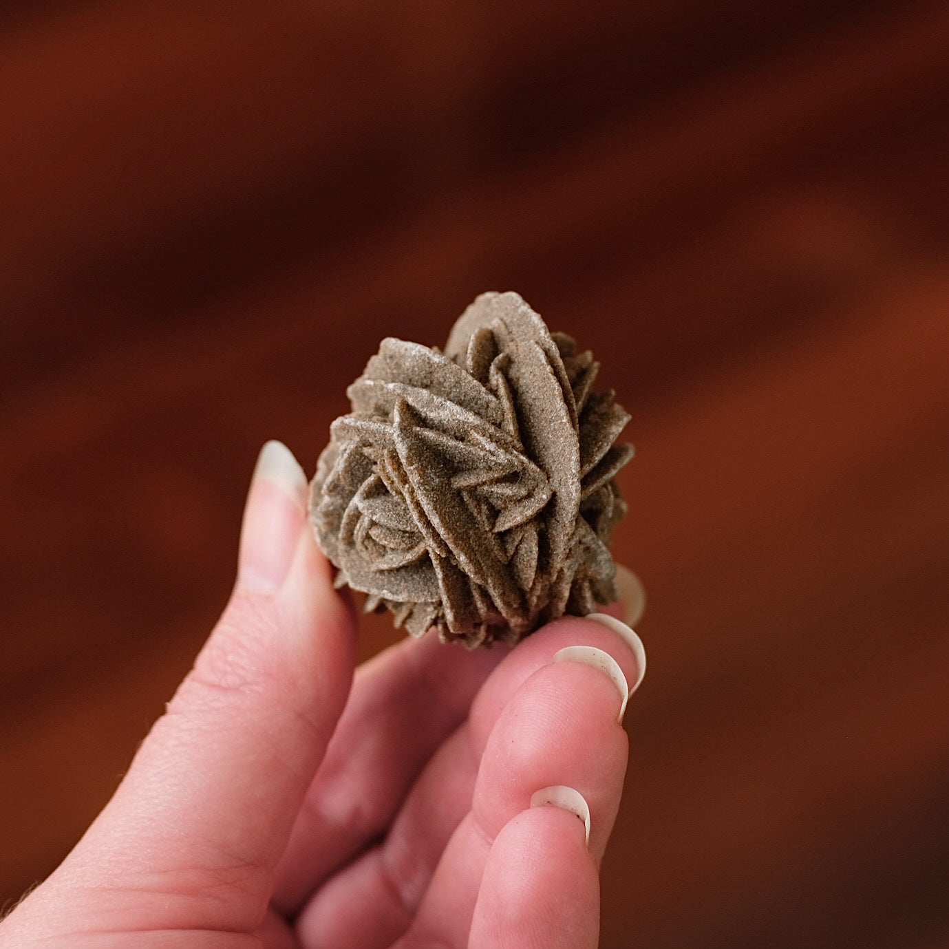 Desert Rose Selenite Specimen | Gypsum Raw Crystal