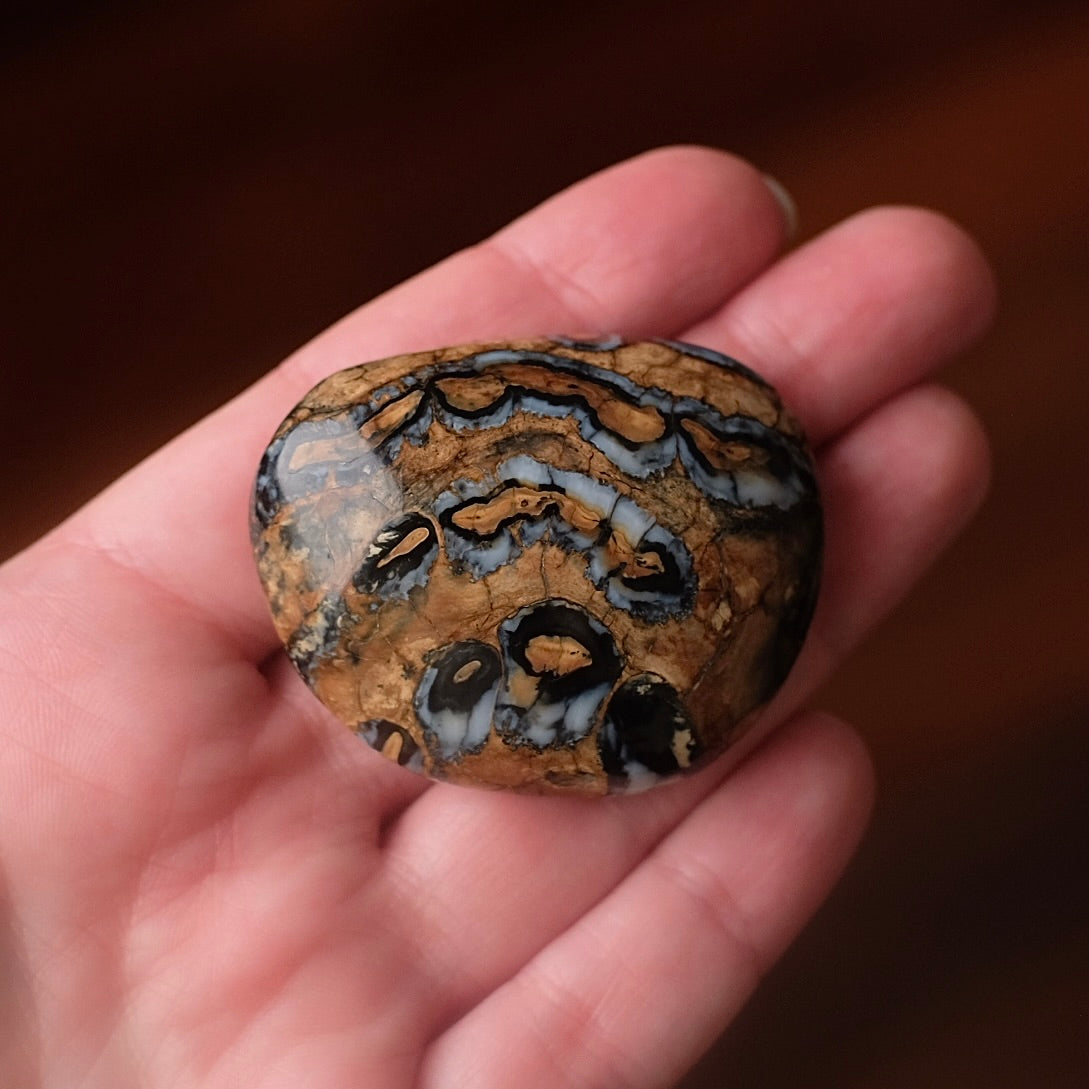 Rare Mammoth Molar Palm | Real Polished Wooly Mammoth Molar Tooth