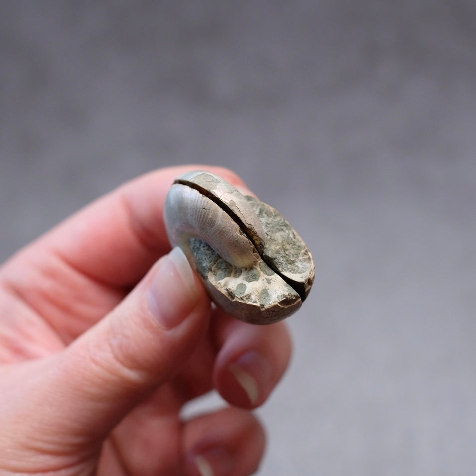 Ammonite Specimen Pair | Polished Iridescent Ammonites