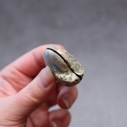 Ammonite Specimen Pair | Polished Iridescent Ammonites