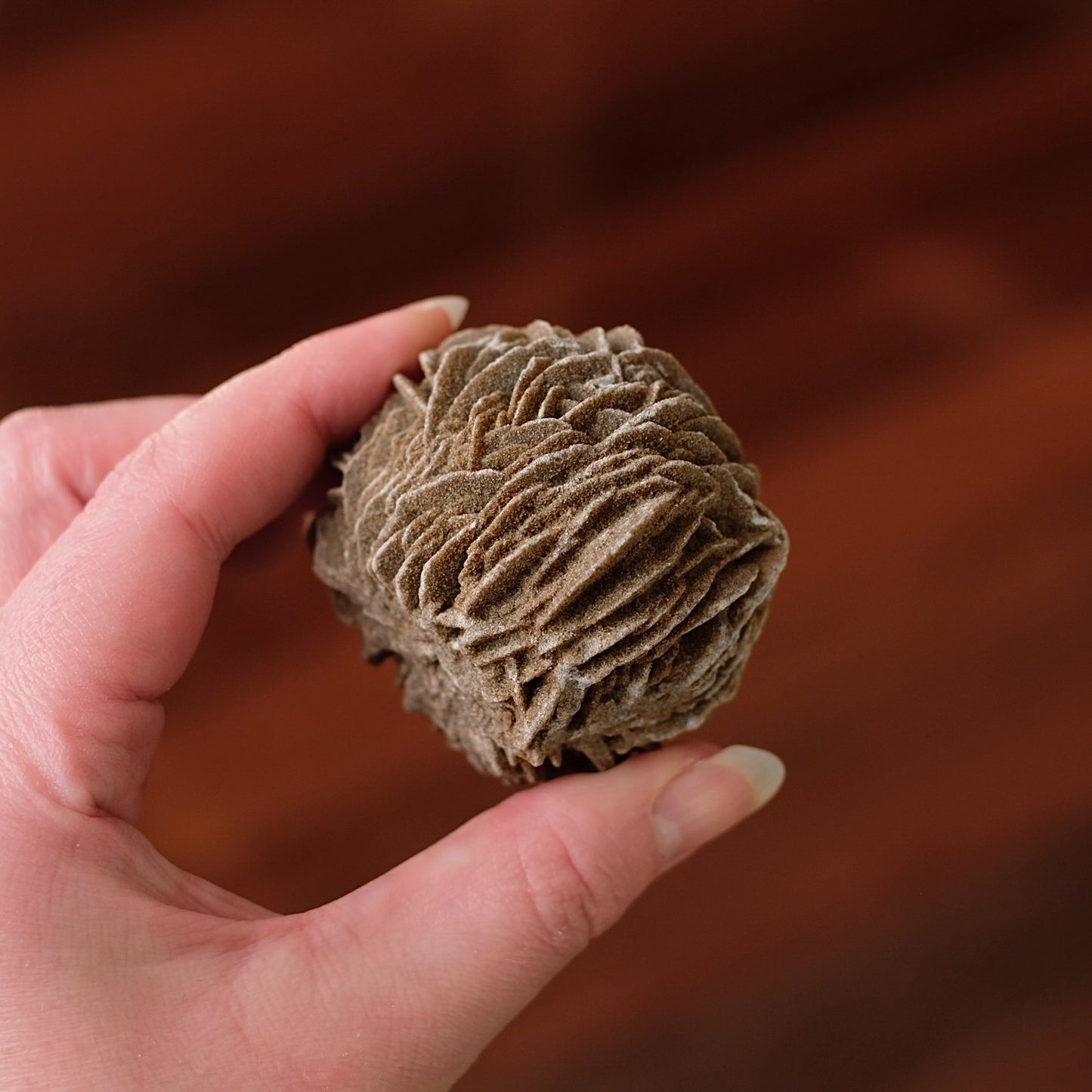 Desert Rose Selenite Specimen | Gypsum Raw Crystal