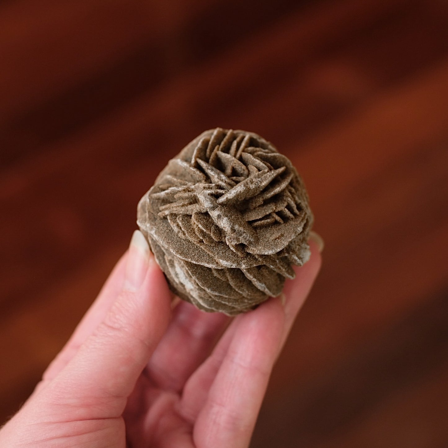 Desert Rose Selenite Specimen | Gypsum Raw Crystal