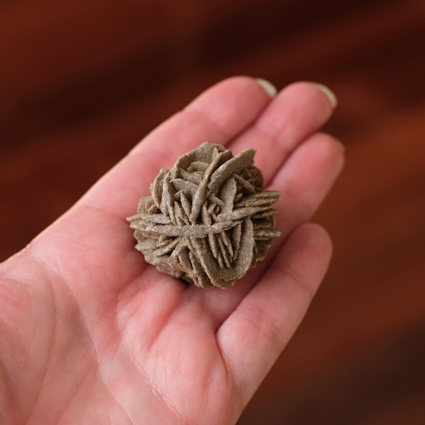 Desert Rose Selenite Specimen | Gypsum Raw Crystal