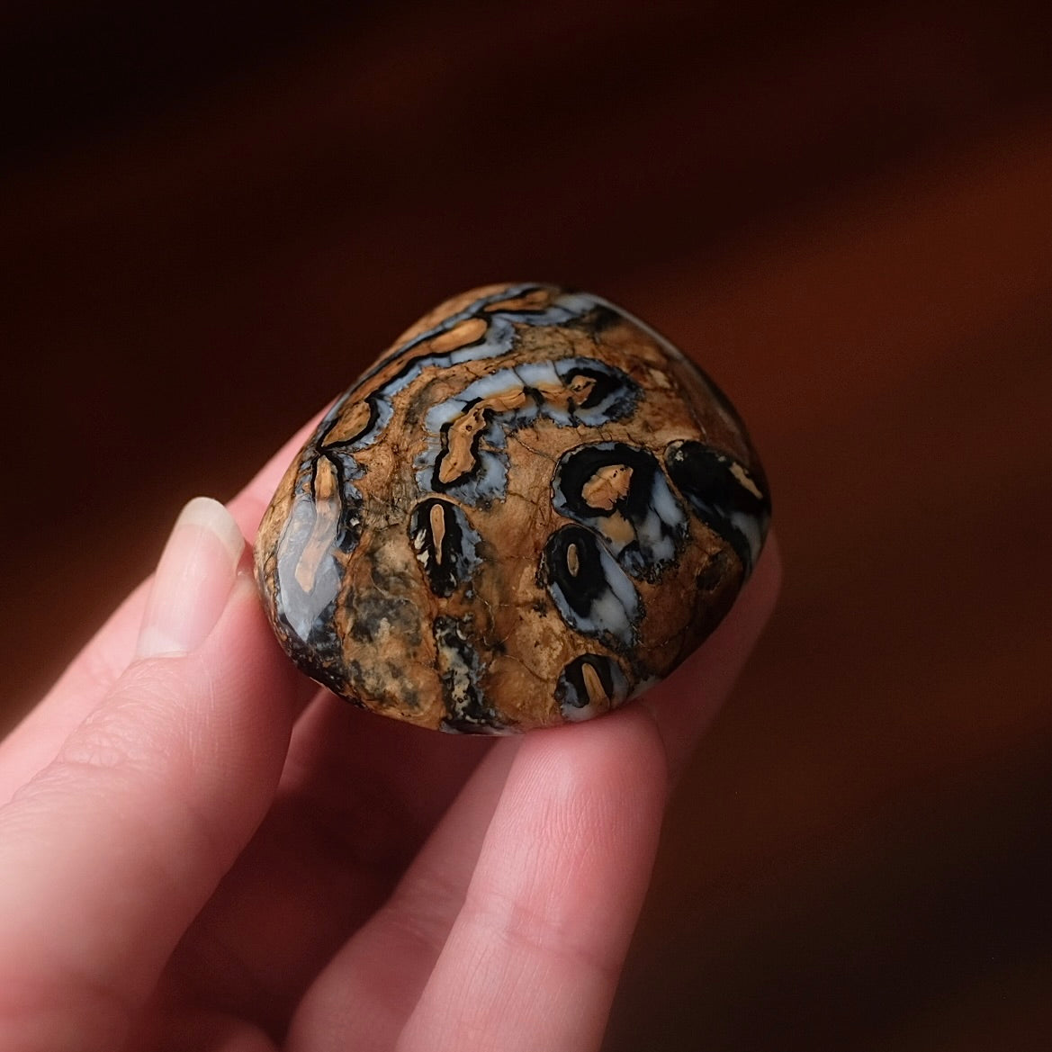 Rare Mammoth Molar Palm | Real Polished Wooly Mammoth Molar Tooth