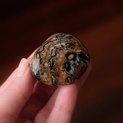 Rare Mammoth Molar Palm | Real Polished Wooly Mammoth Molar Tooth