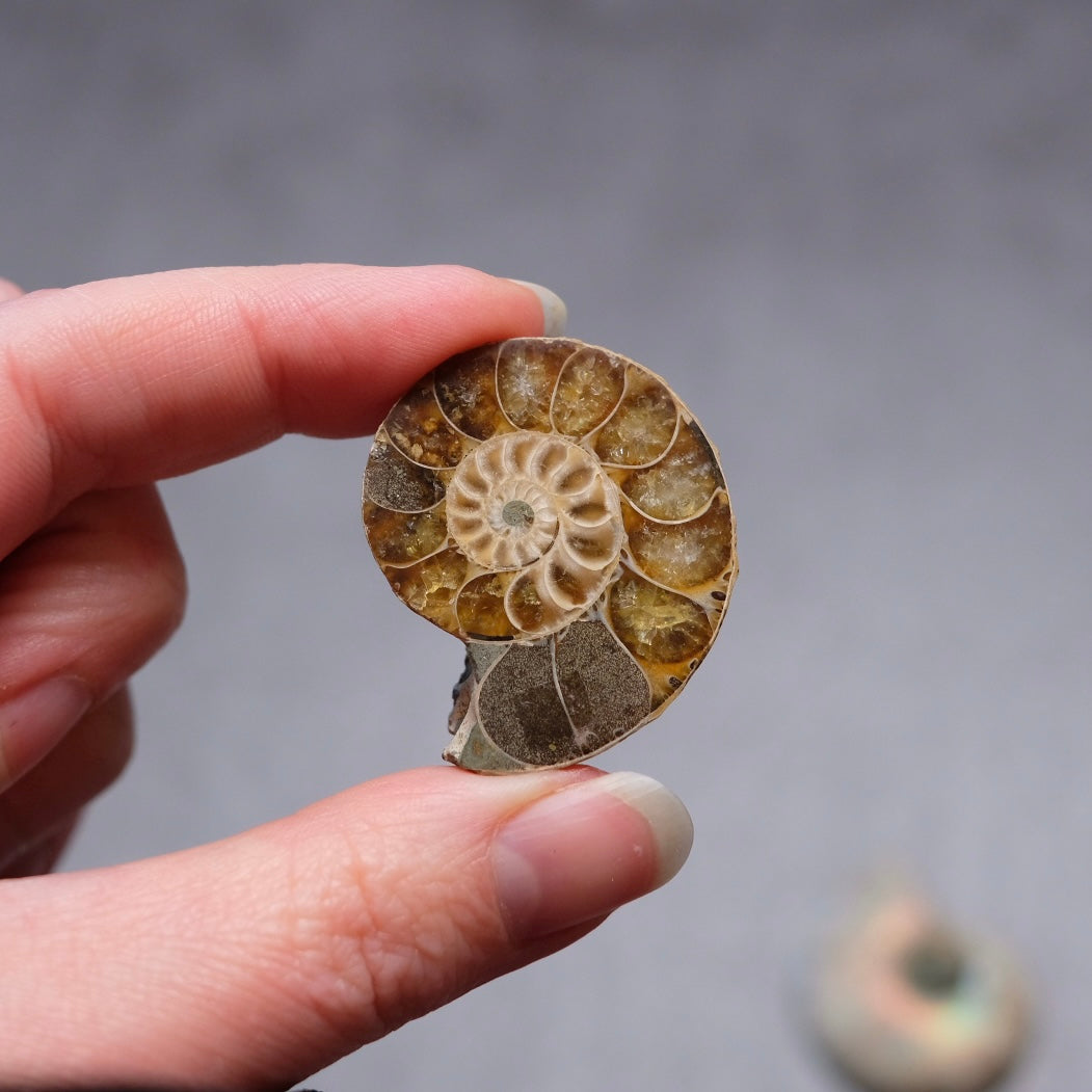 Ammonite Specimen Pair | Polished Iridescent Ammonites