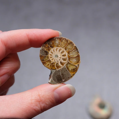 Ammonite Specimen Pair | Polished Iridescent Ammonites