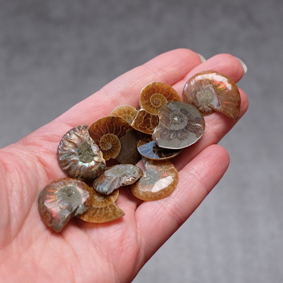 Mini Ammonite Specimens | Polished Iridescent Ammonite Halfs