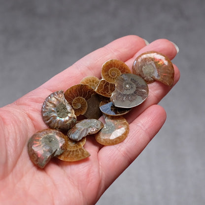 Mini Ammonite Specimens | Polished Iridescent Ammonite Halfs