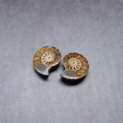 Ammonite Specimen Pair | Polished Iridescent Ammonites