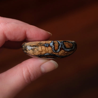 Rare Mammoth Molar Palm | Real Polished Wooly Mammoth Molar Tooth
