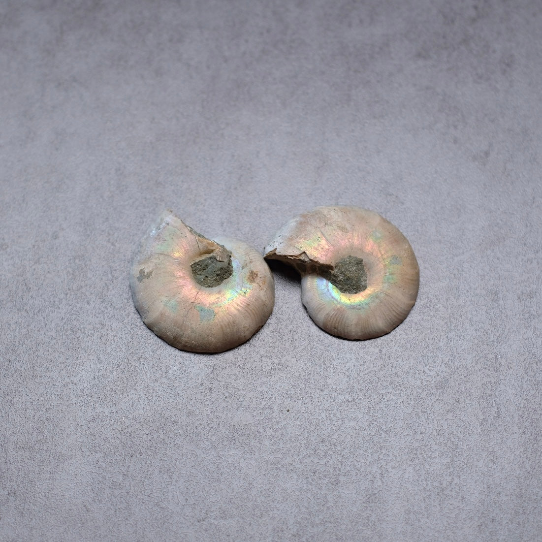 Ammonite Specimen Pair | Polished Iridescent Ammonites