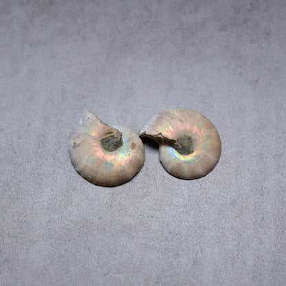 Ammonite Specimen Pair | Polished Iridescent Ammonites