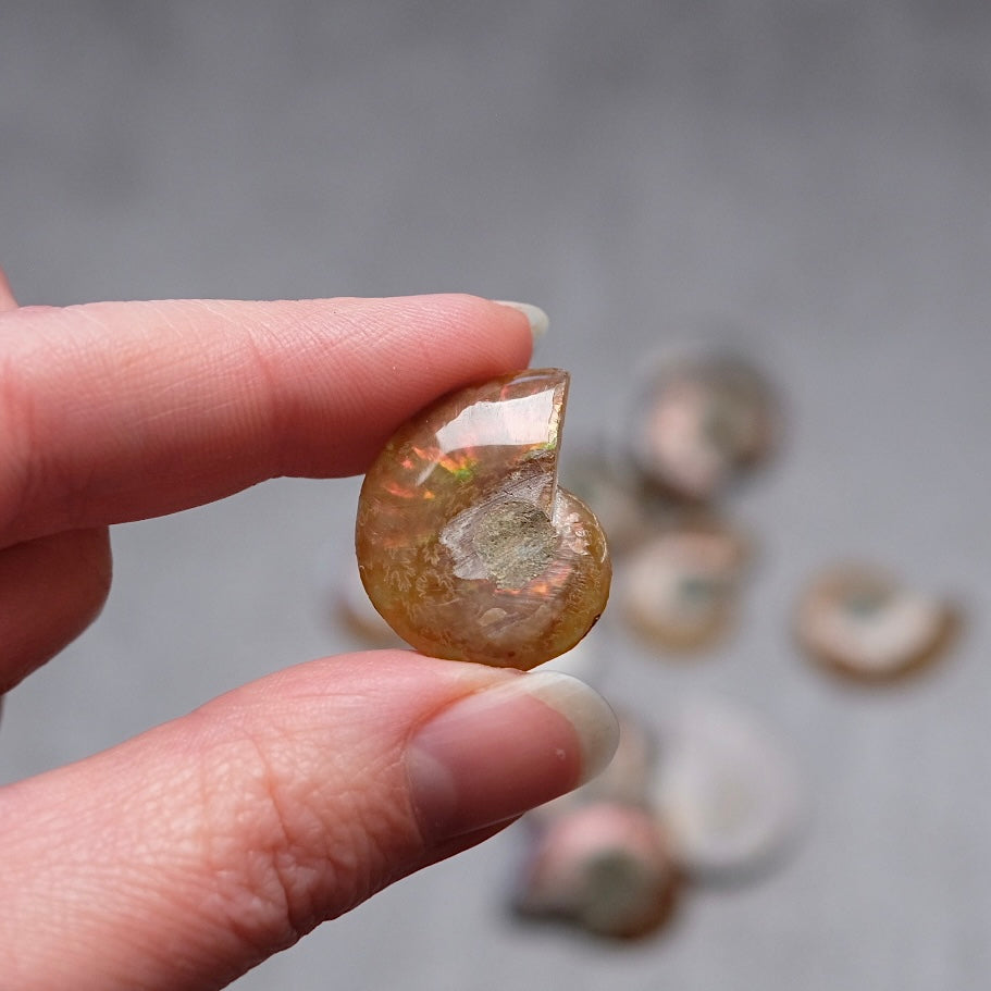 Mini Ammonite Specimens | Polished Iridescent Ammonite Halfs