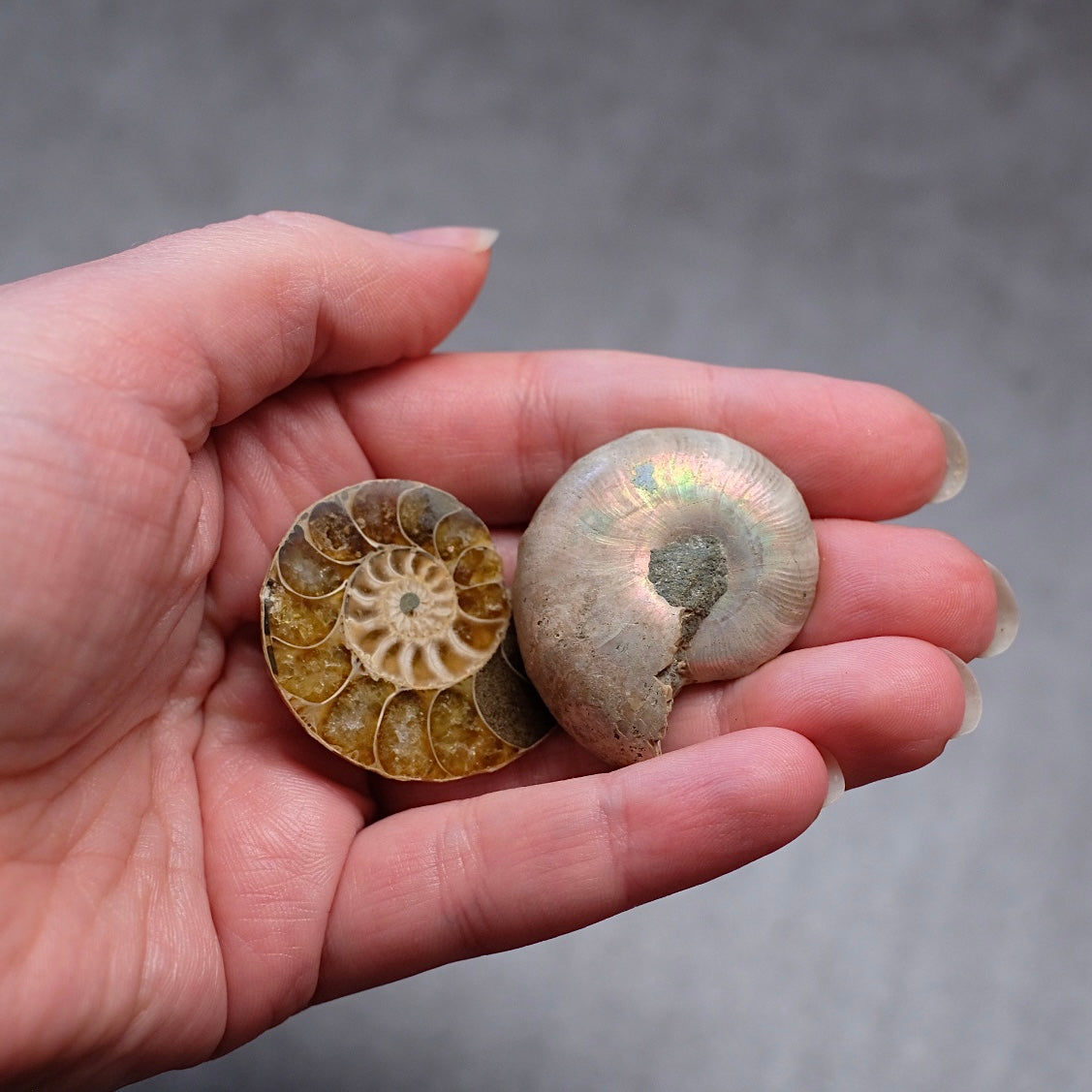 Ammonite Specimen Pair | Polished Iridescent Ammonites