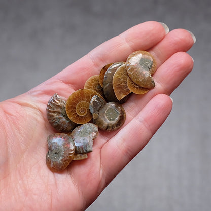 Mini Ammonite Specimens | Polished Iridescent Ammonite Halfs