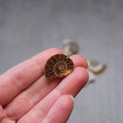 Mini Ammonite Specimens | Polished Iridescent Ammonite Halfs