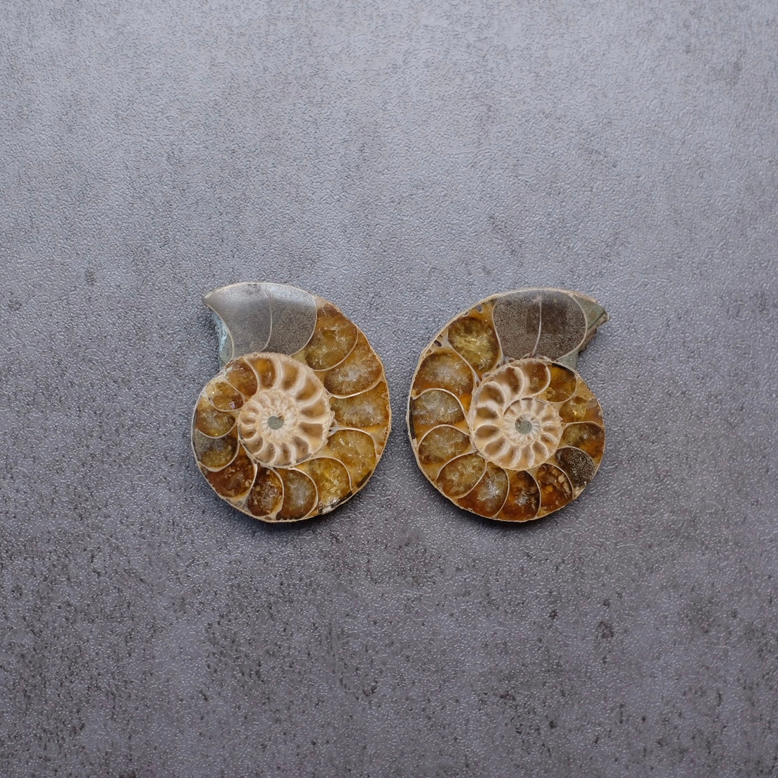 Ammonite Specimen Pair | Polished Iridescent Ammonites