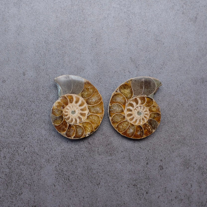 Ammonite Specimen Pair | Polished Iridescent Ammonites