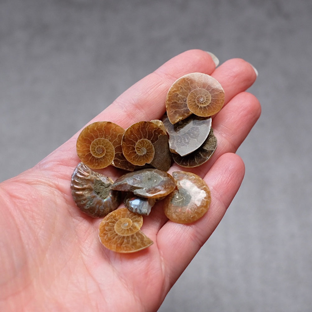 Mini Ammonite Specimens | Polished Iridescent Ammonite Halfs