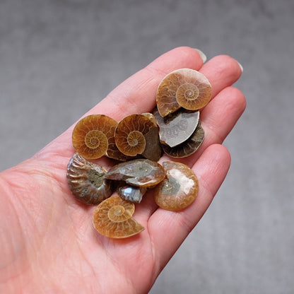 Mini Ammonite Specimens | Polished Iridescent Ammonite Halfs