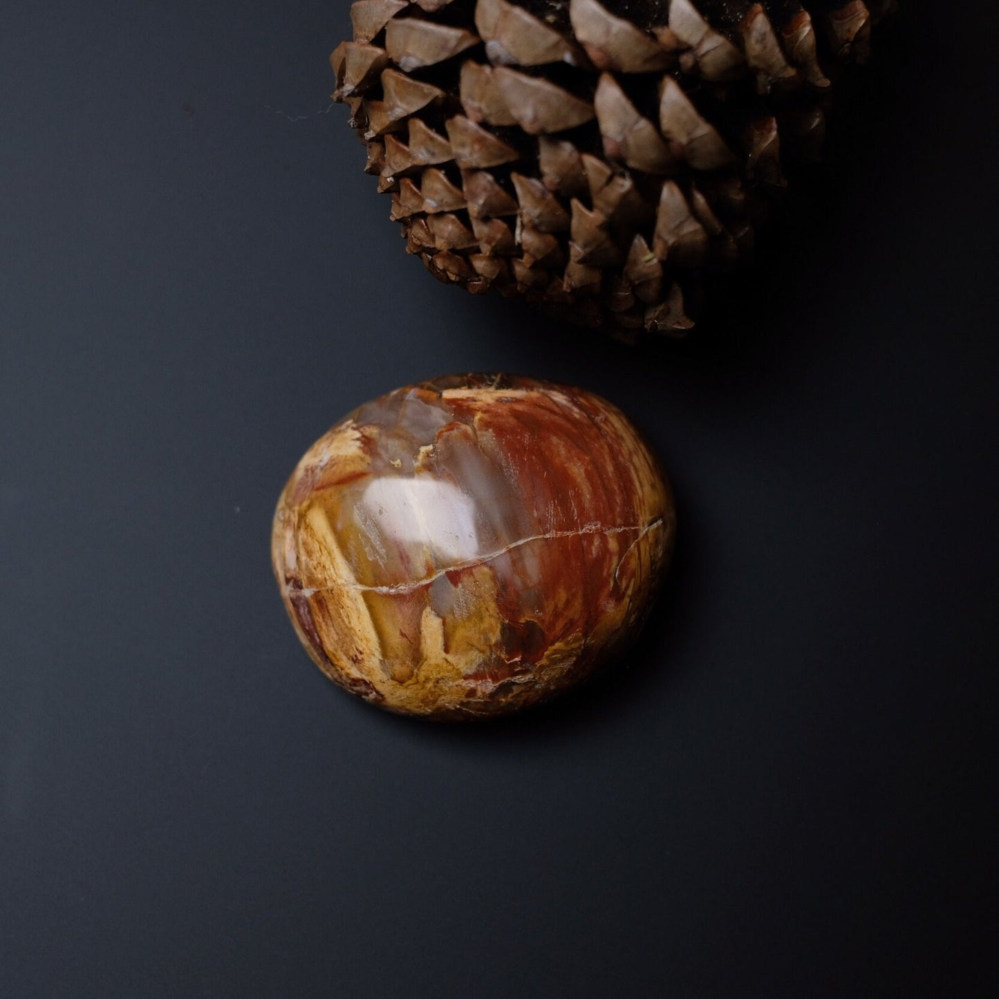 Petrified Wood Palm | Fossilized Wood Crystal Palmstone