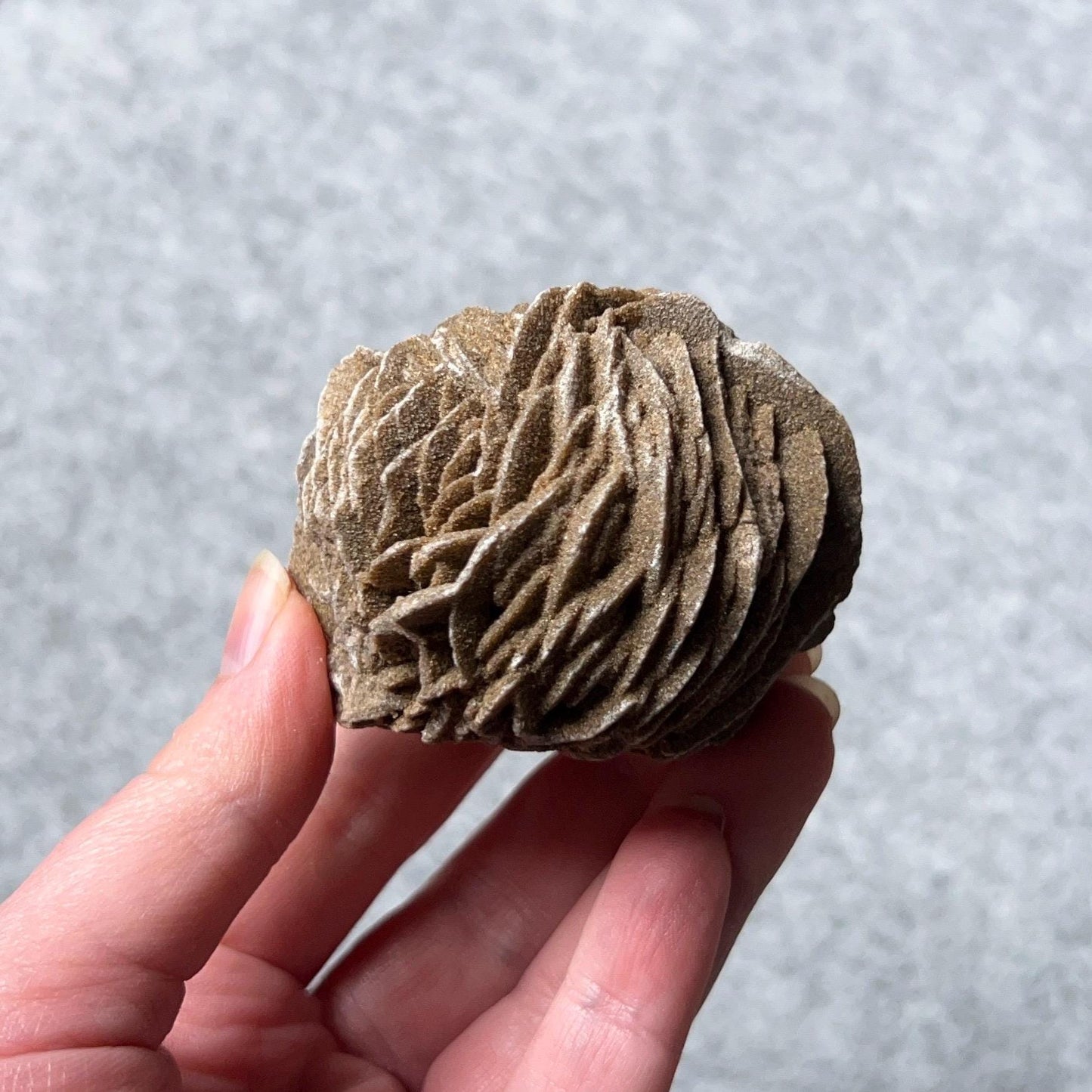 Desert Rose Selenite Specimen | Gypsum Raw Crystal