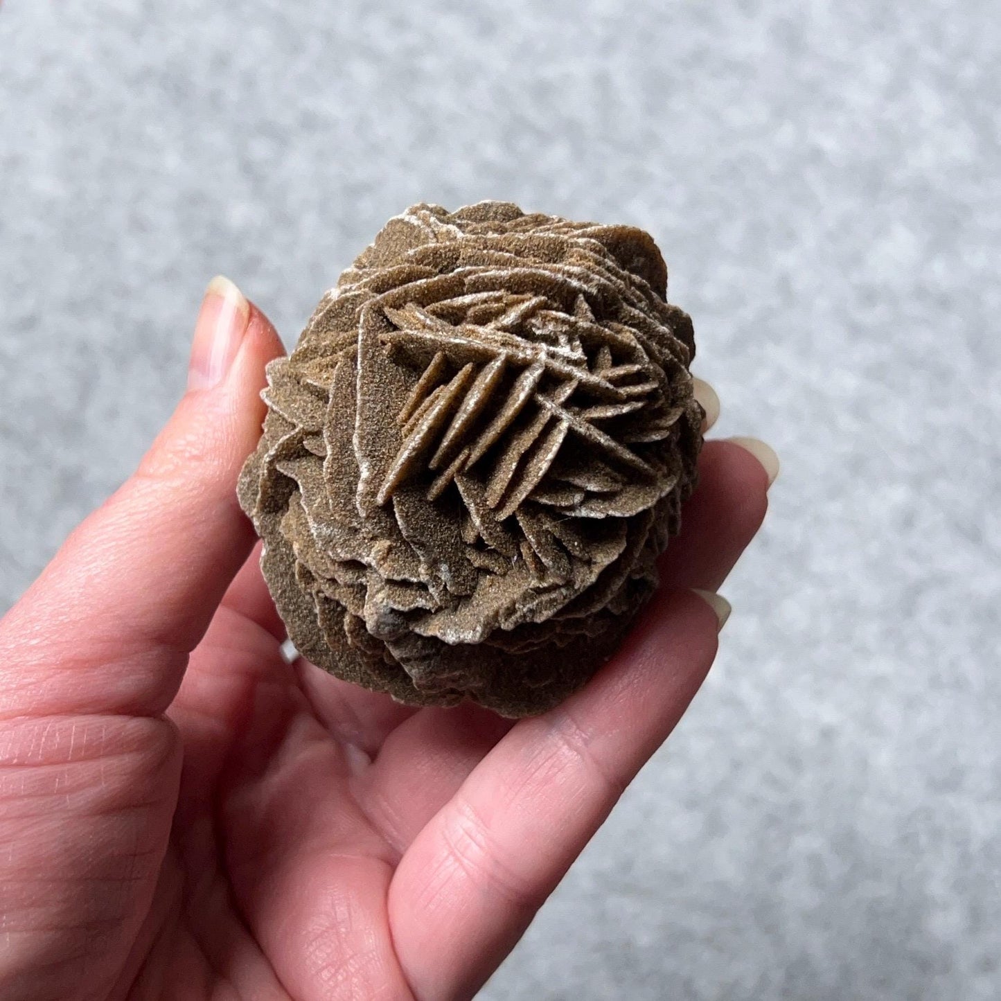 Desert Rose Selenite Specimen | Gypsum Raw Crystal