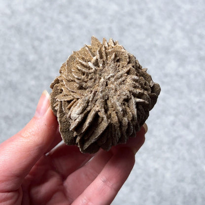 Desert Rose Selenite Specimen | Gypsum Raw Crystal