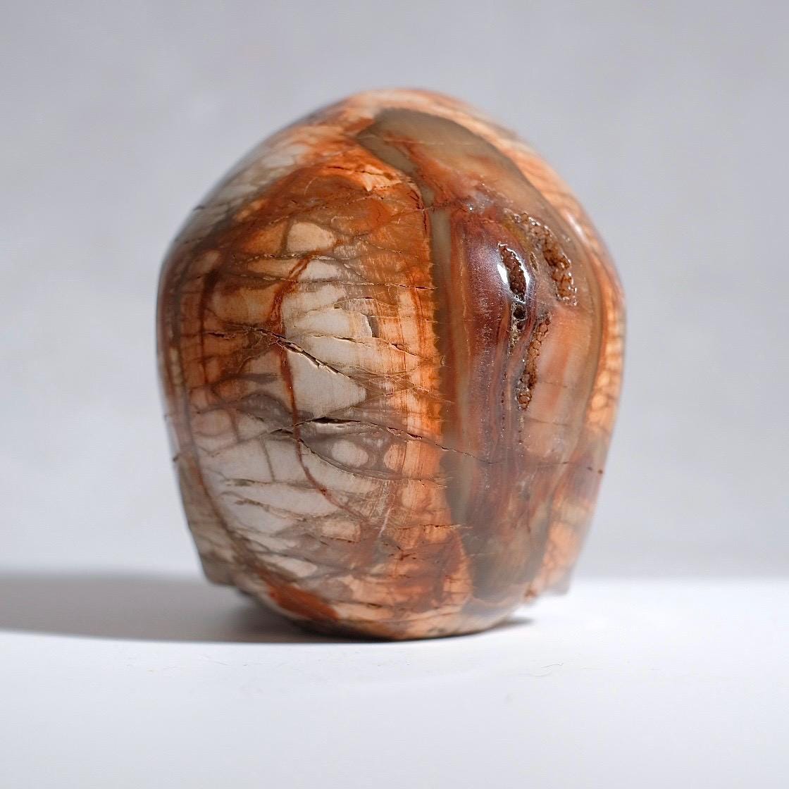 Large Petrified Wood Crystal Skull | Fossilised Wood Skull