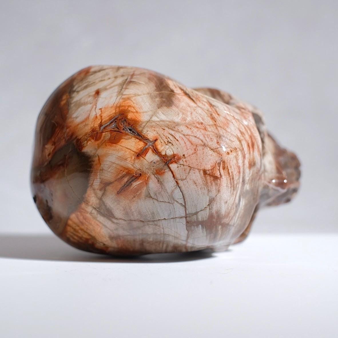 Large Petrified Wood Crystal Skull | Fossilised Wood Skull