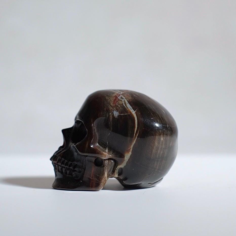 Petrified Wood Crystal Skull | Fossil Wood Skull