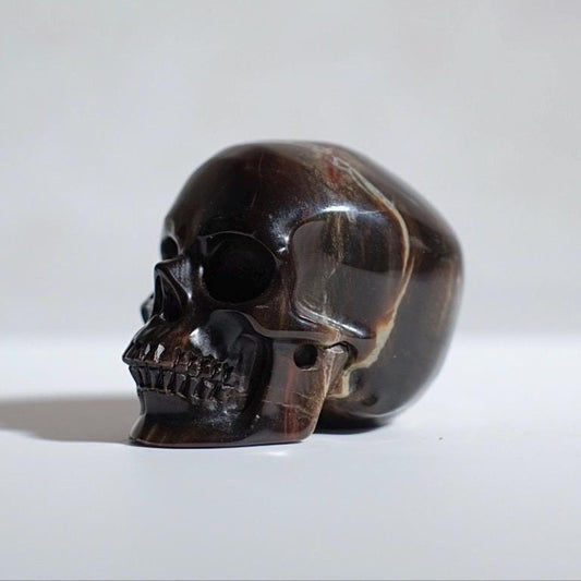 Petrified Wood Crystal Skull | Fossil Wood Skull